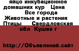 яйцо инкубационное домашних кур › Цена ­ 25 - Все города Животные и растения » Птицы   . Свердловская обл.,Кушва г.